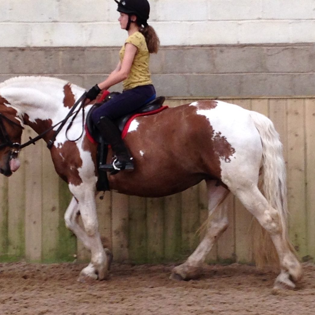 Cheston Farm Gallery - Cheston Farm Equestrian Centre