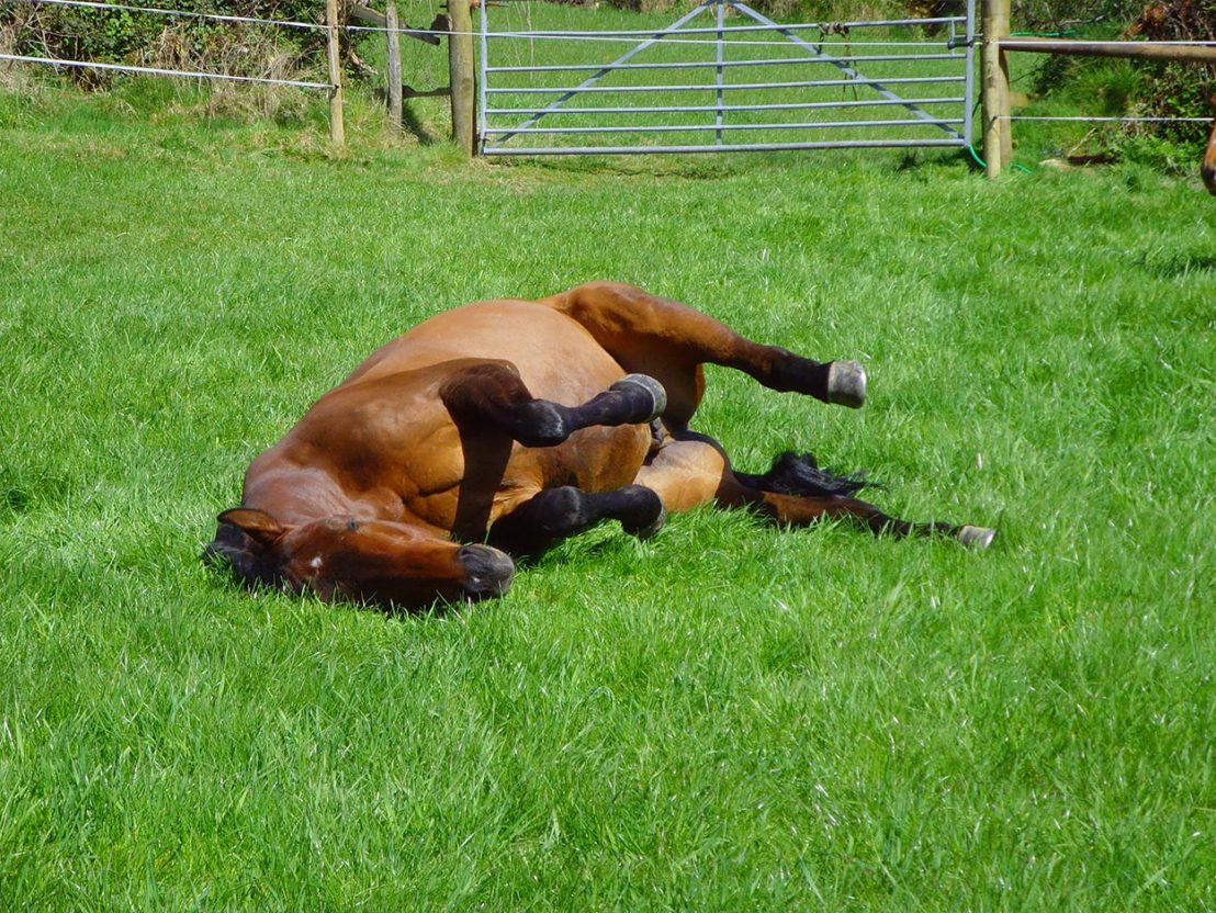 Cheston Farm Equestrian Centre - Riding School, Kid Camps & Club and ...