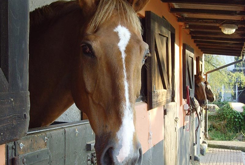 cheston-farm-bhs-approved-livery-yard-1 cheston-farm-bhs-approved-livery-yard-1