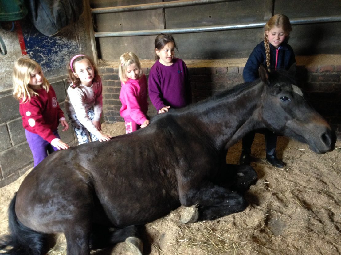 Cheston Farm Equestrian Centre - Riding School, Kid Camps & Club and ...